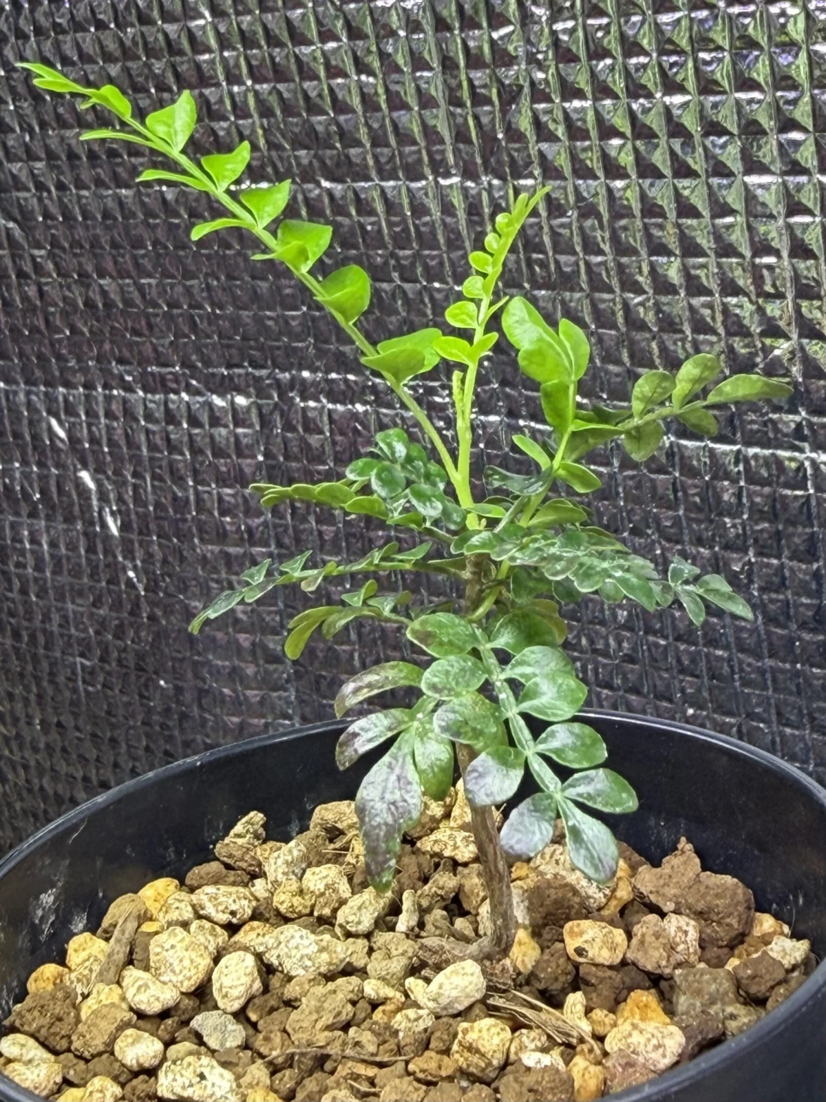 オペルクリカリア パキプス 実生 徒長?