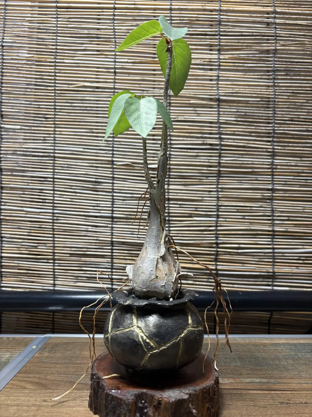 フィカス　パルメリー