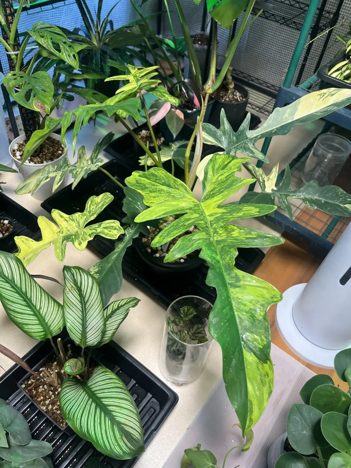 フィロデンドロン フロリダビューティーxマヨイ