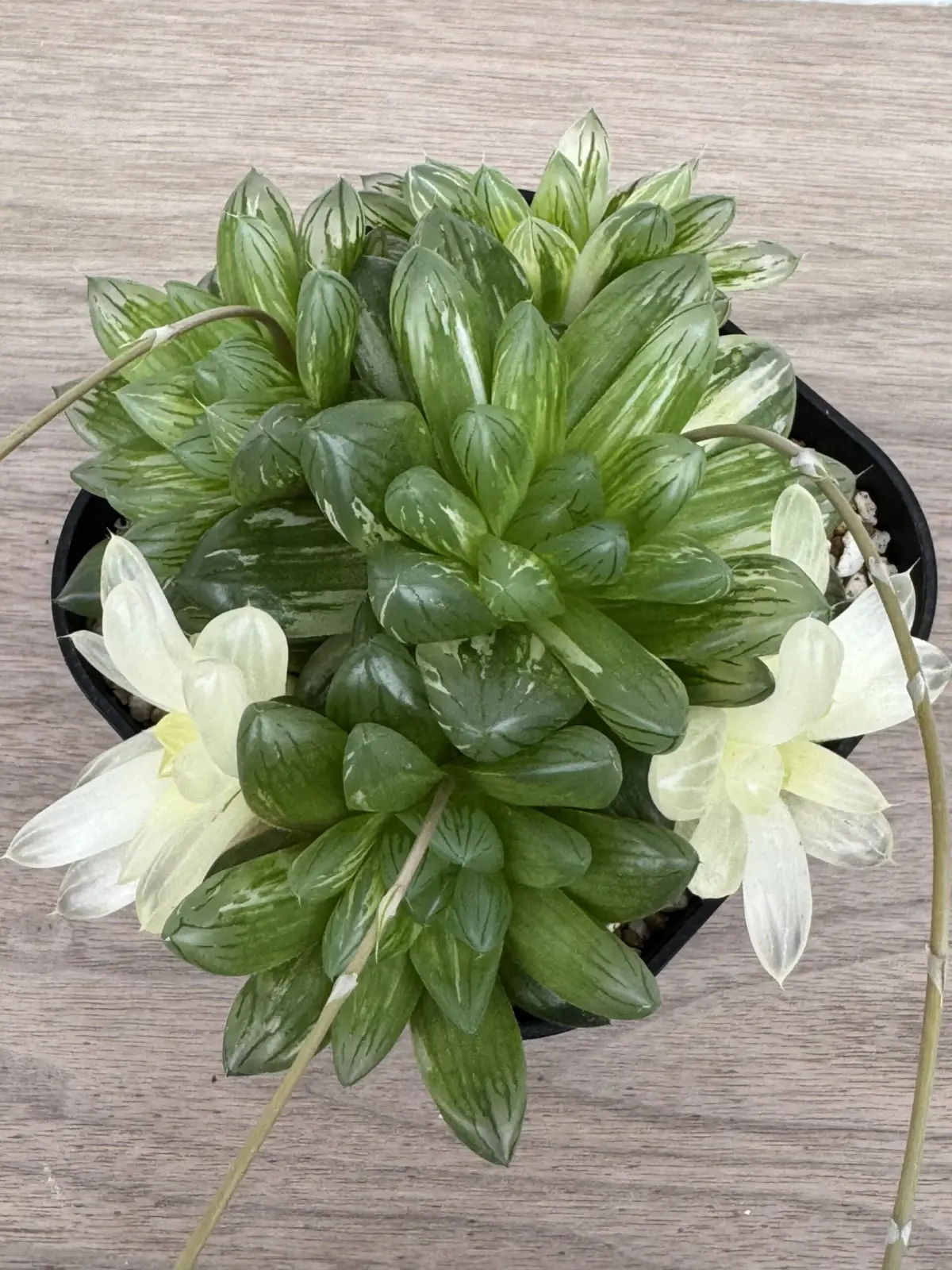 多肉植物 ハオルチア オブツーサ錦 花火