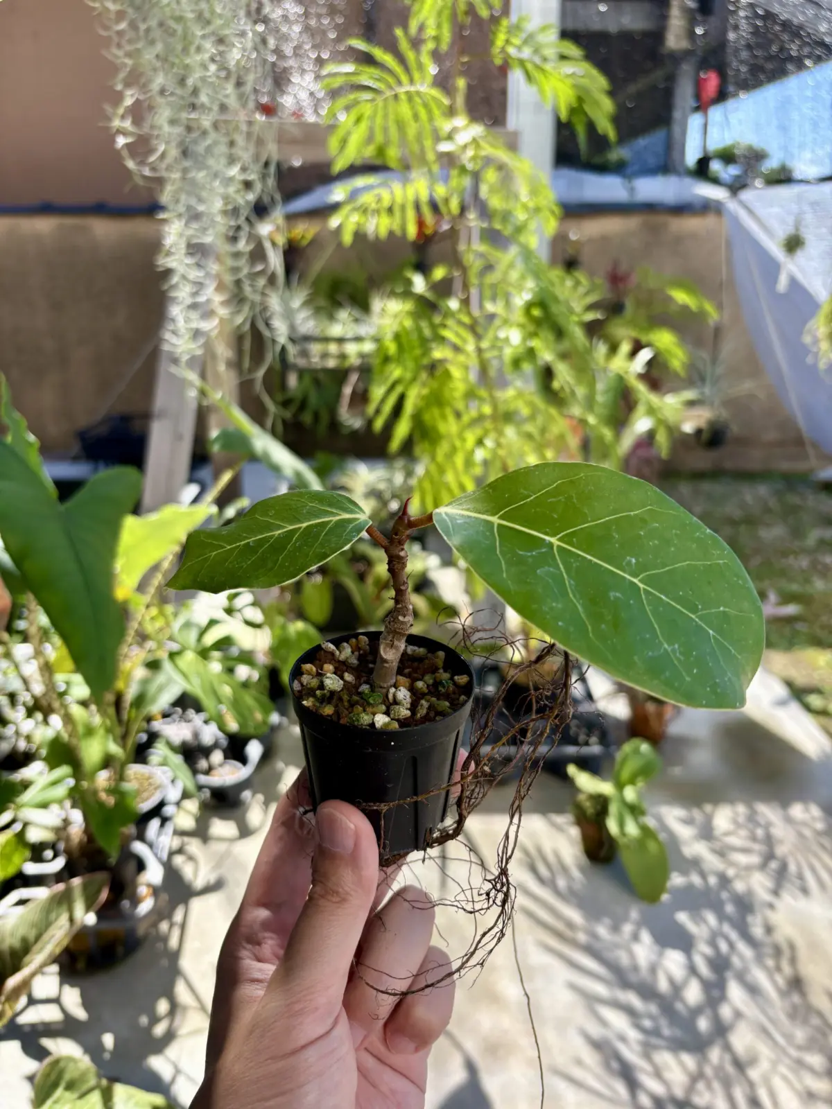 フィカス アフリカンプリンス