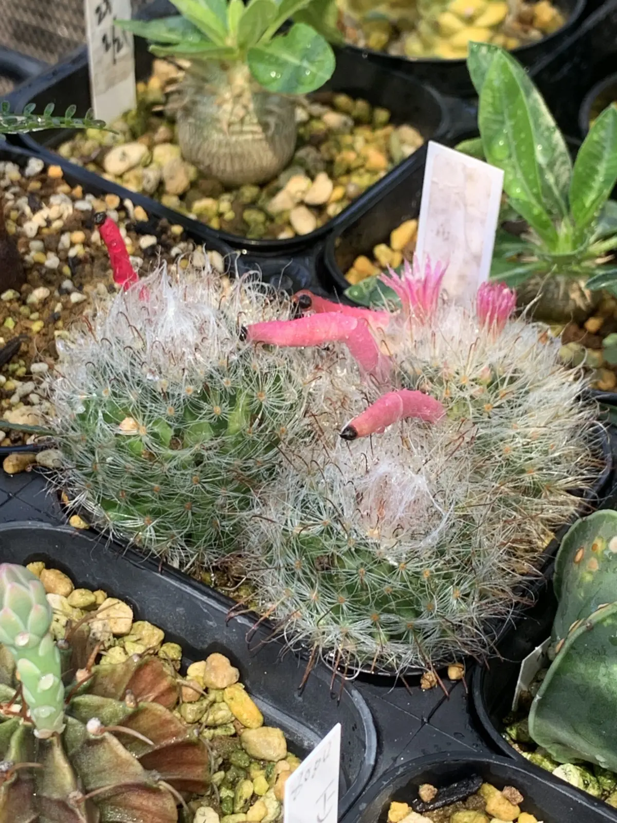 マミラリア　多毛高砂