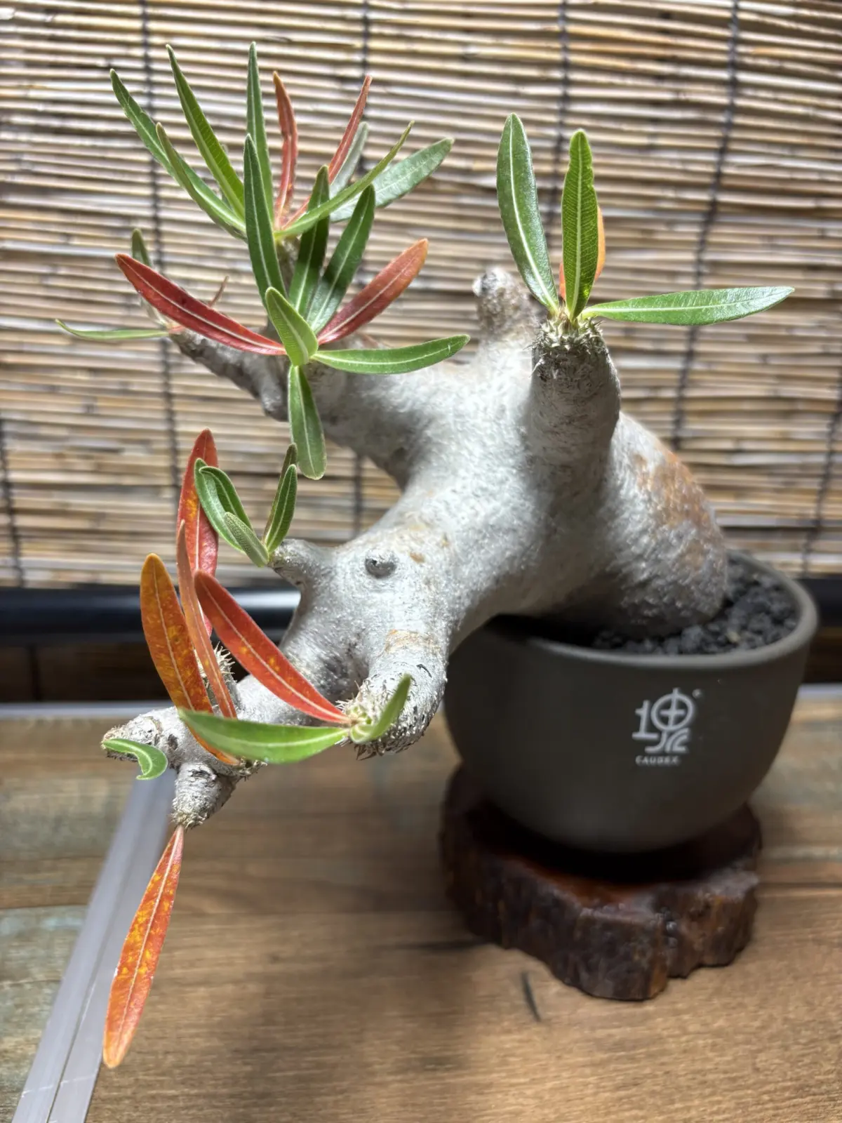 パキポディウム　イノピナツム　落葉