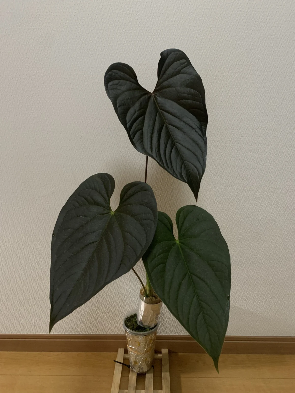 アンスリウム　ロムズレッド