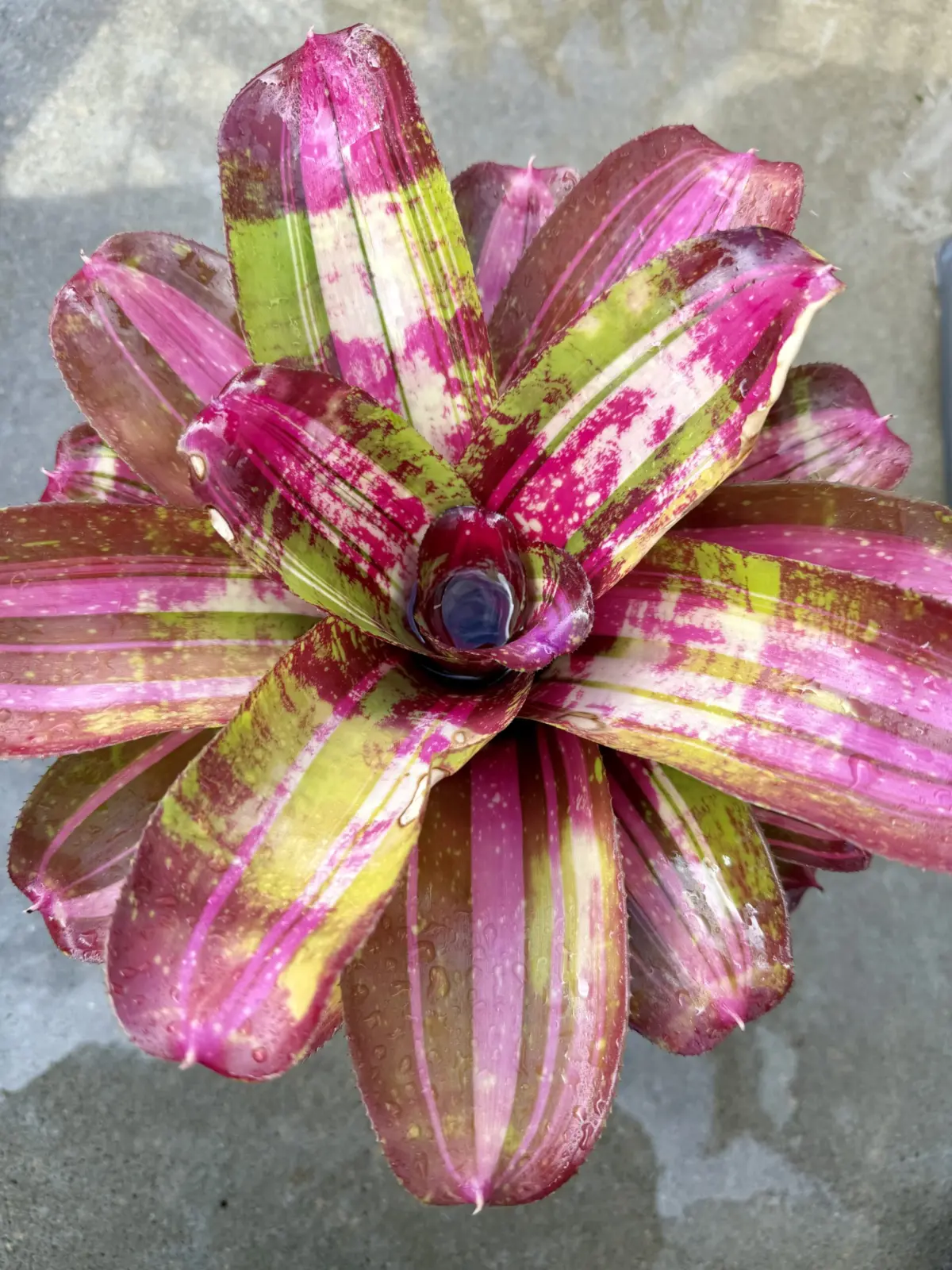 ネオレゲリア　ブロークンハート