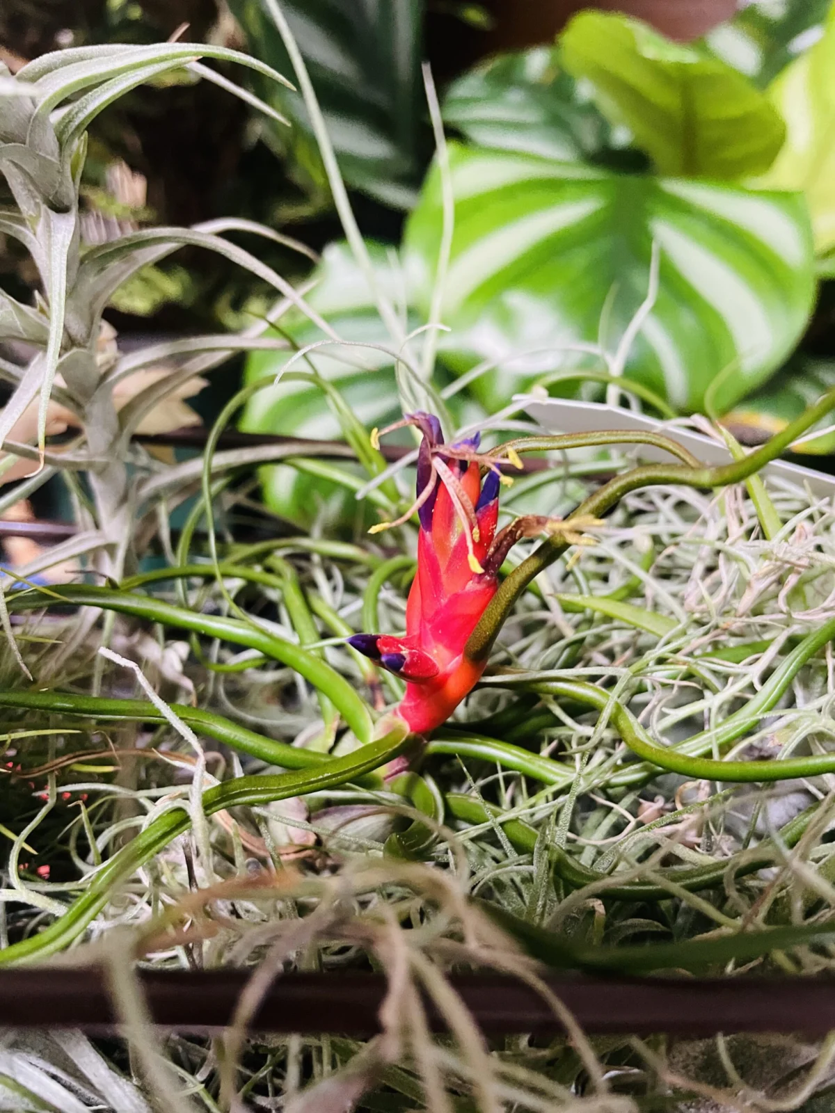 ティランジア　ブルボーサ　花