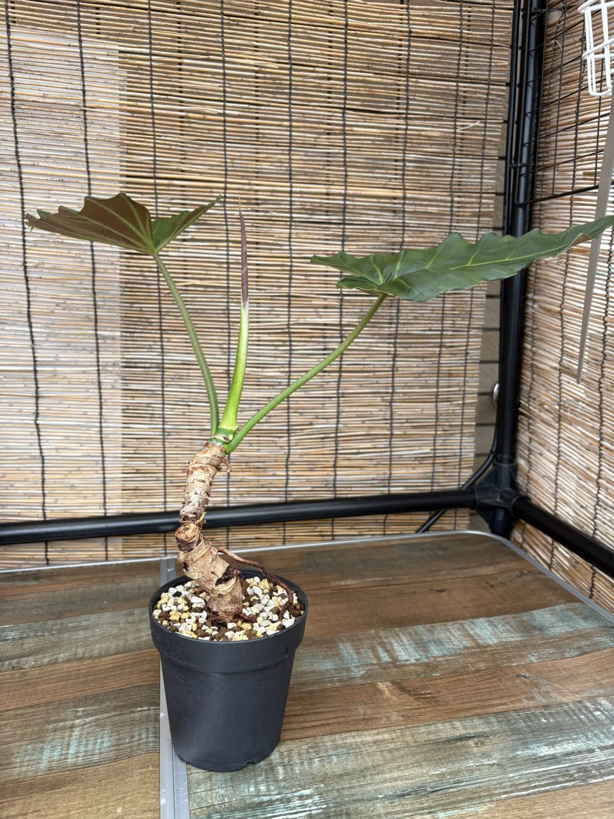 フィロデンドロン　札落ち　アロイド盆栽