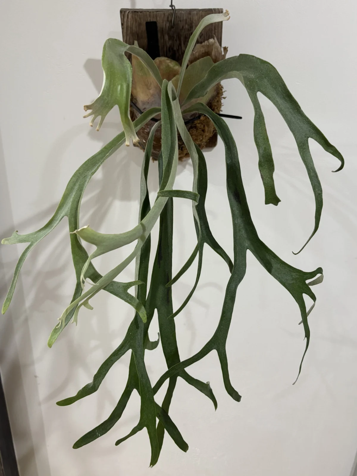 ビカクシダ 写楽