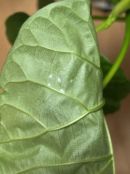 フィカス ウンベラータ　カイガラムシ　害虫