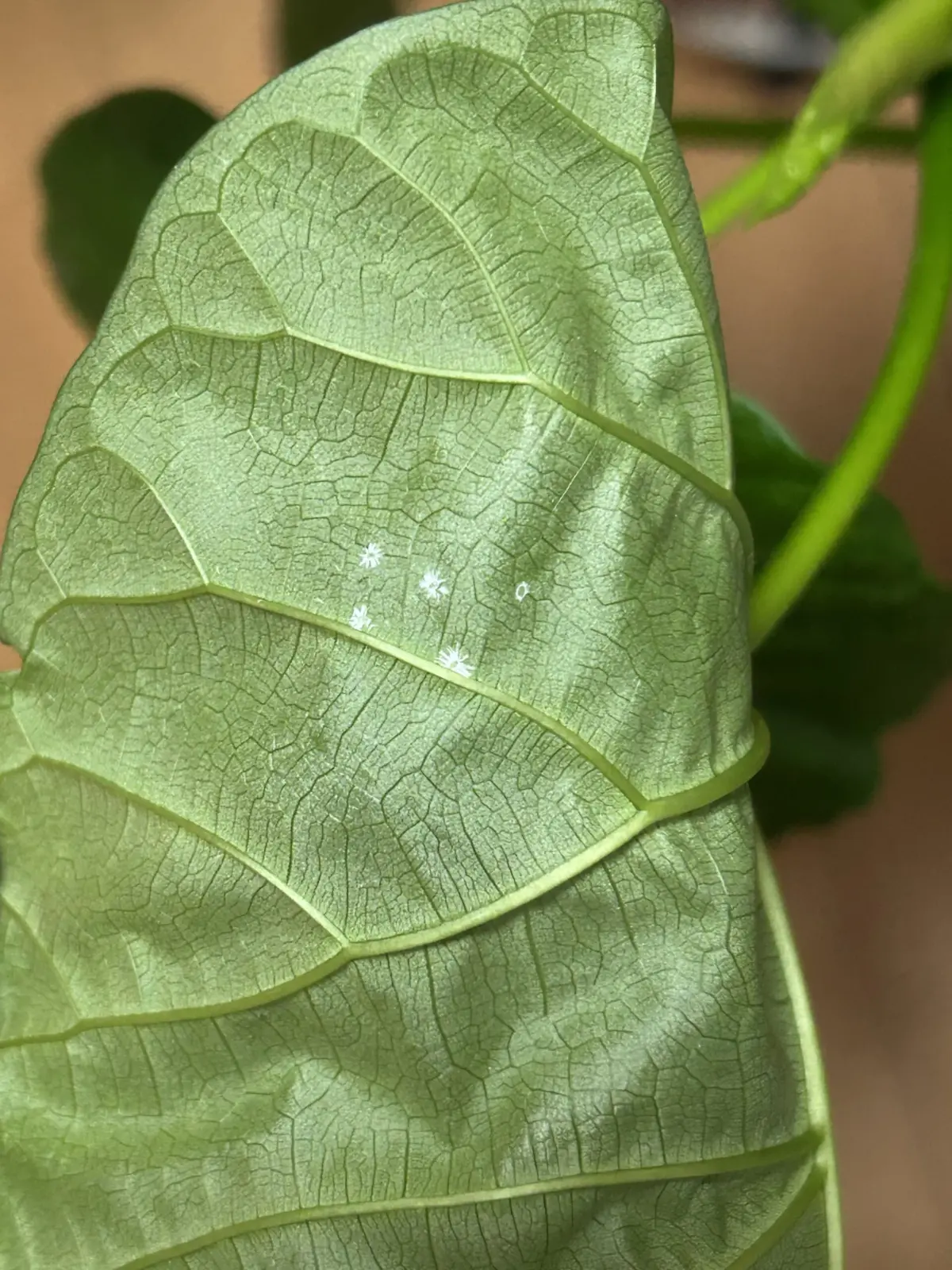 フィカス ウンベラータ　カイガラムシ　害虫
