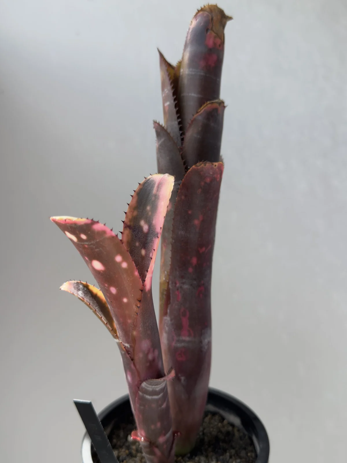 ビルベルギア インセンディアリーデライト