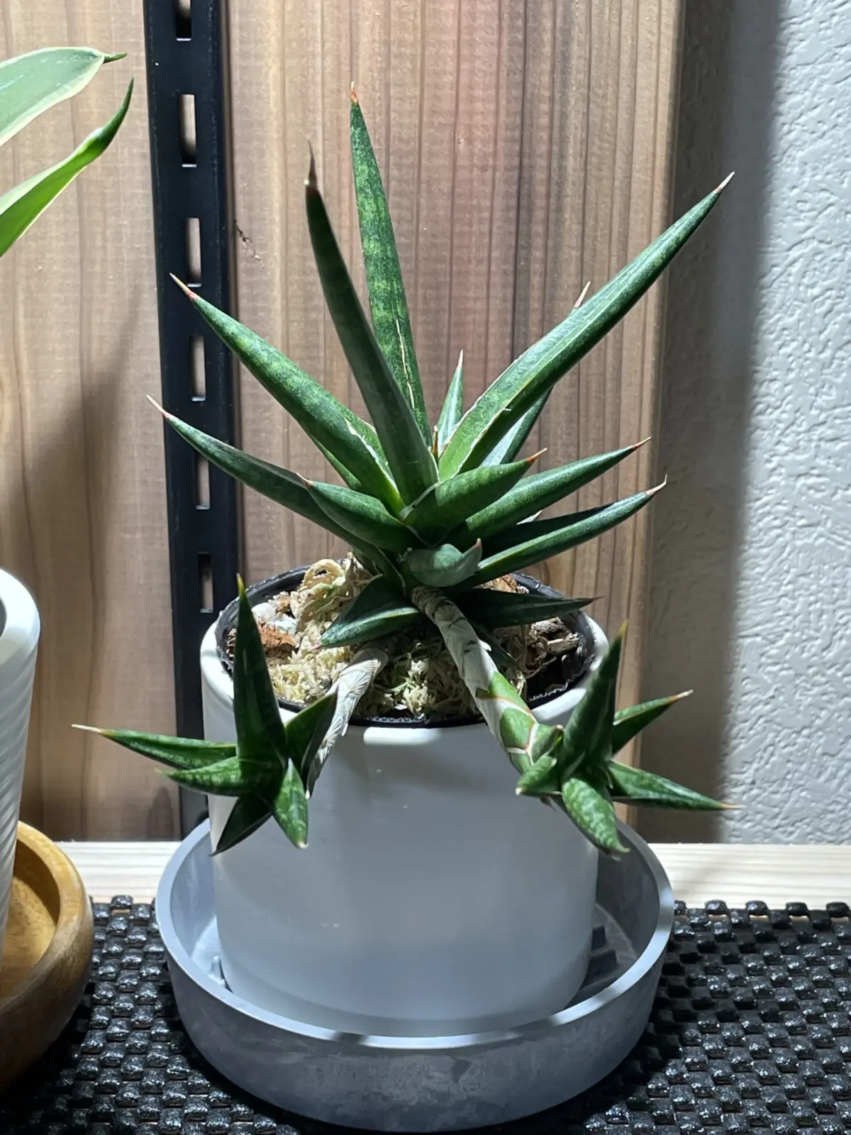 サンセベリア フランシシー