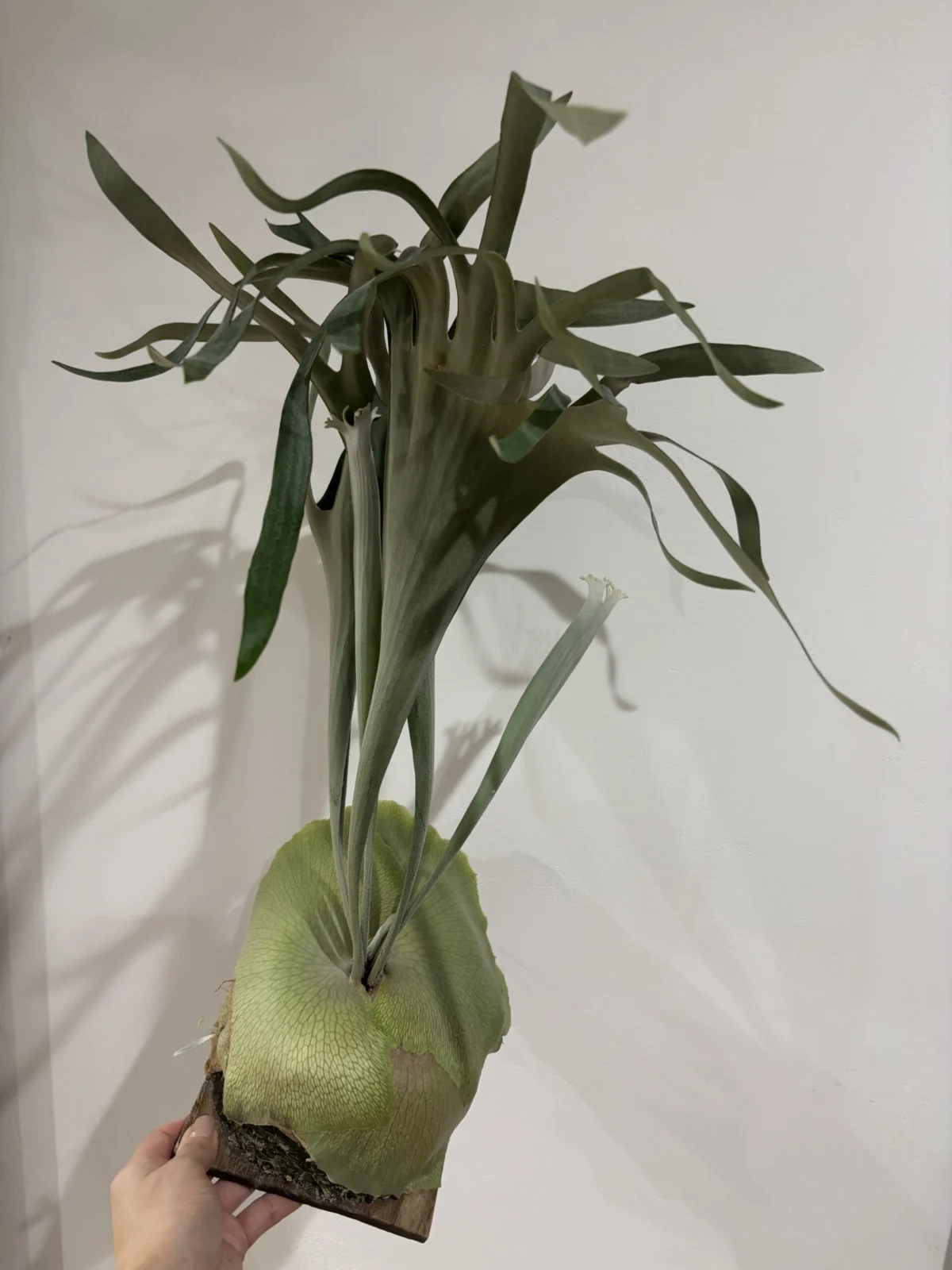 ビカクシダ ぴょん吉