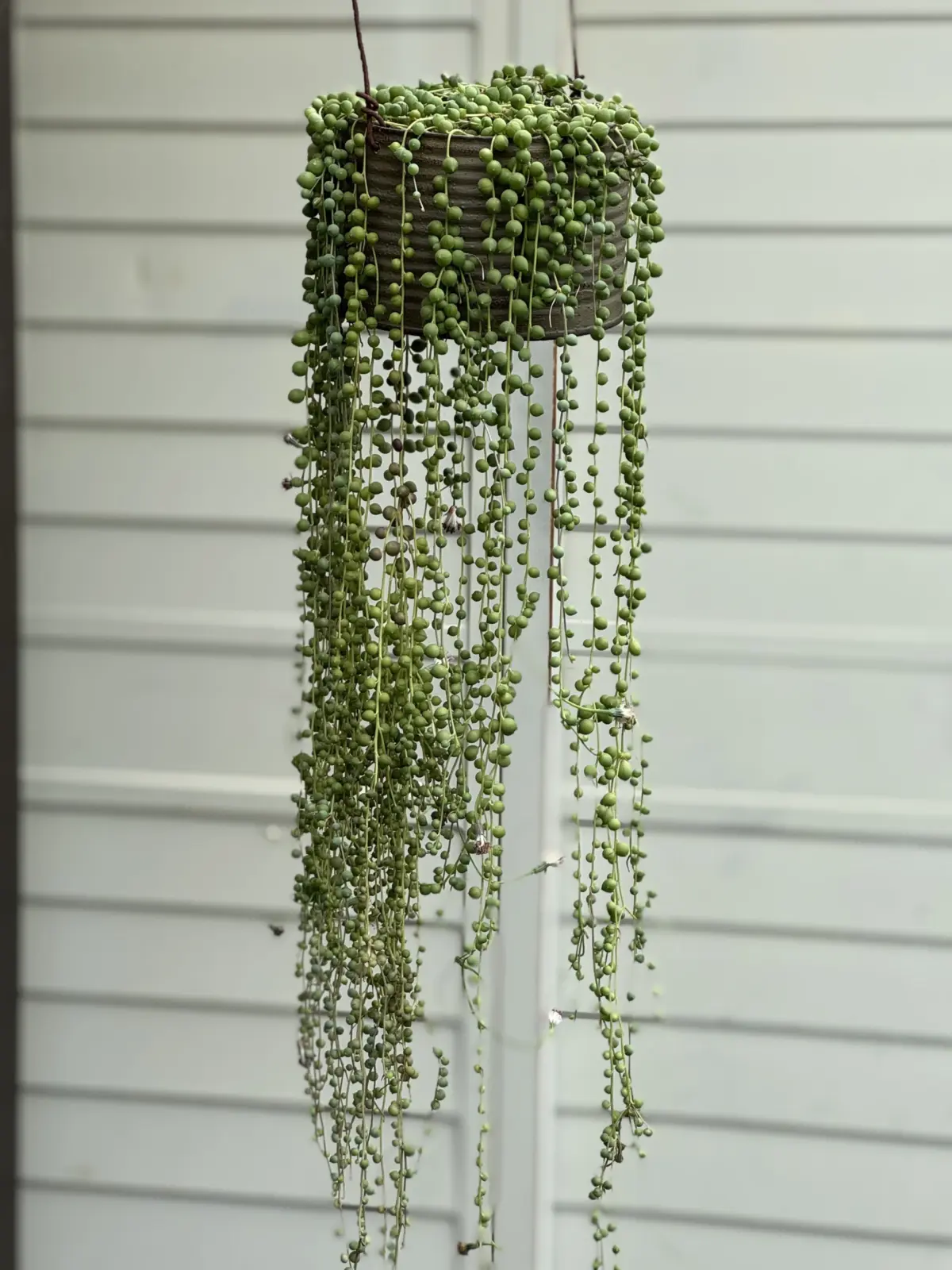 多肉植物 セネシオ グリーンネックレス