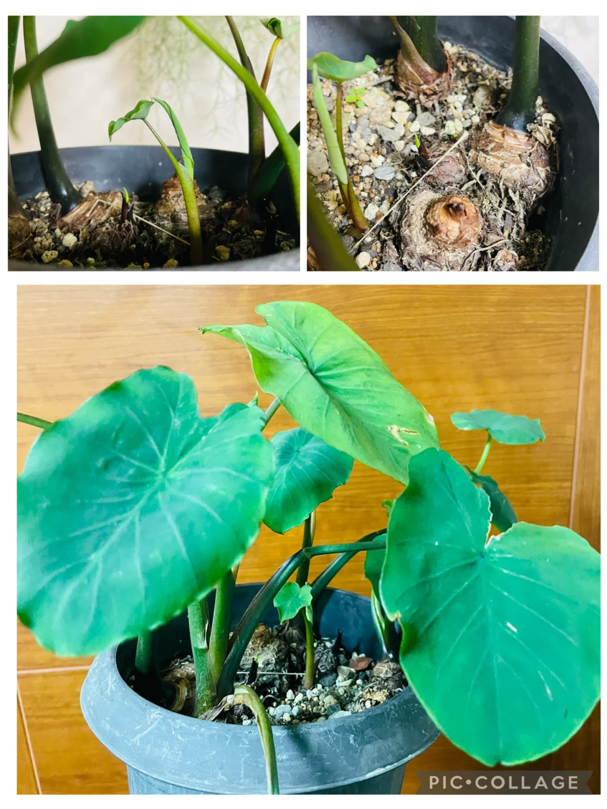 野菜　セレベス