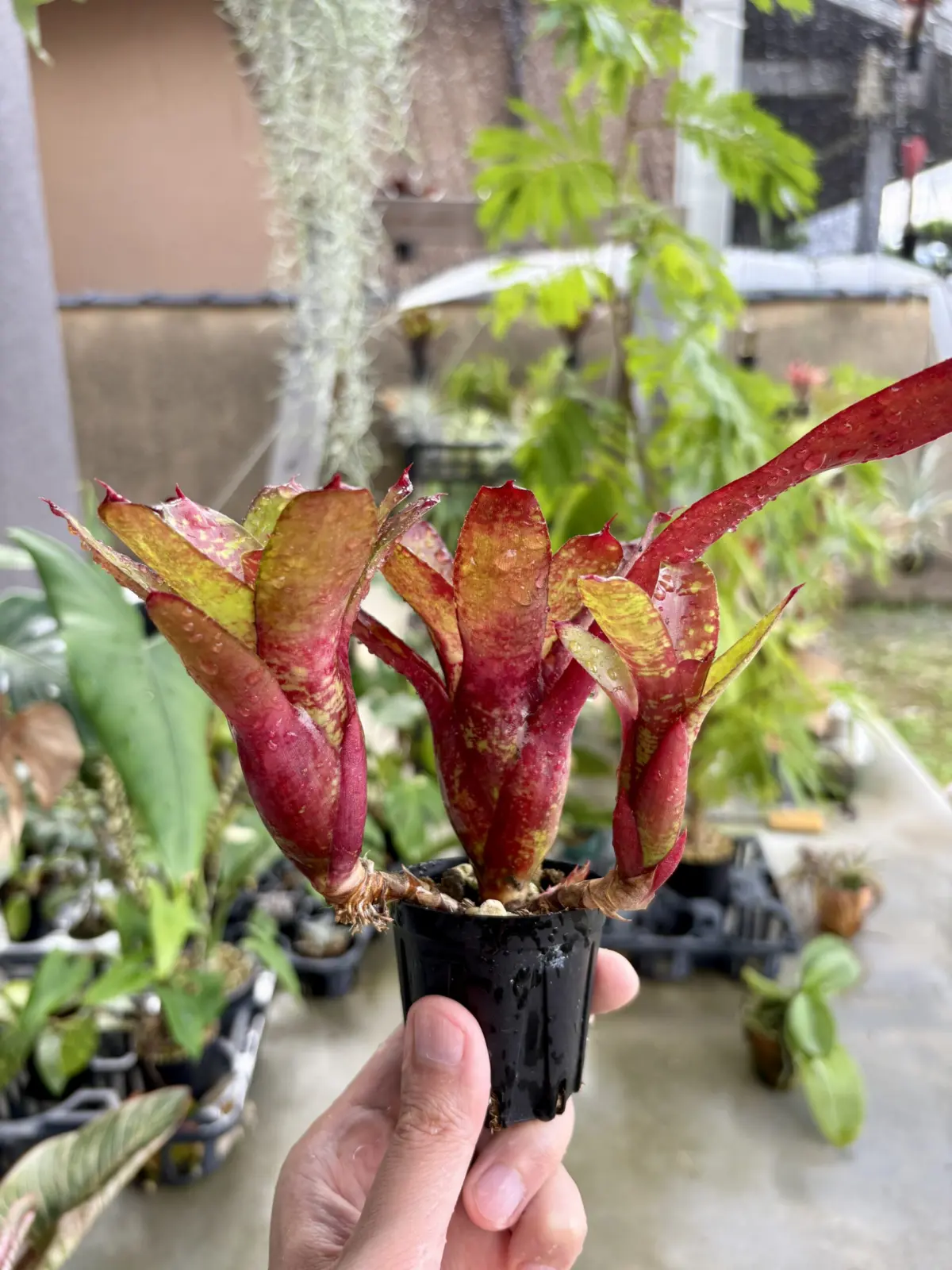 ネオレゲリア リリープー