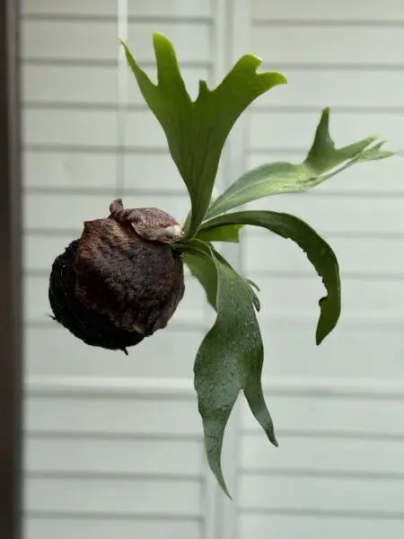 ビカクシダ ネザーランド 苔玉 野ざらし ホムセン