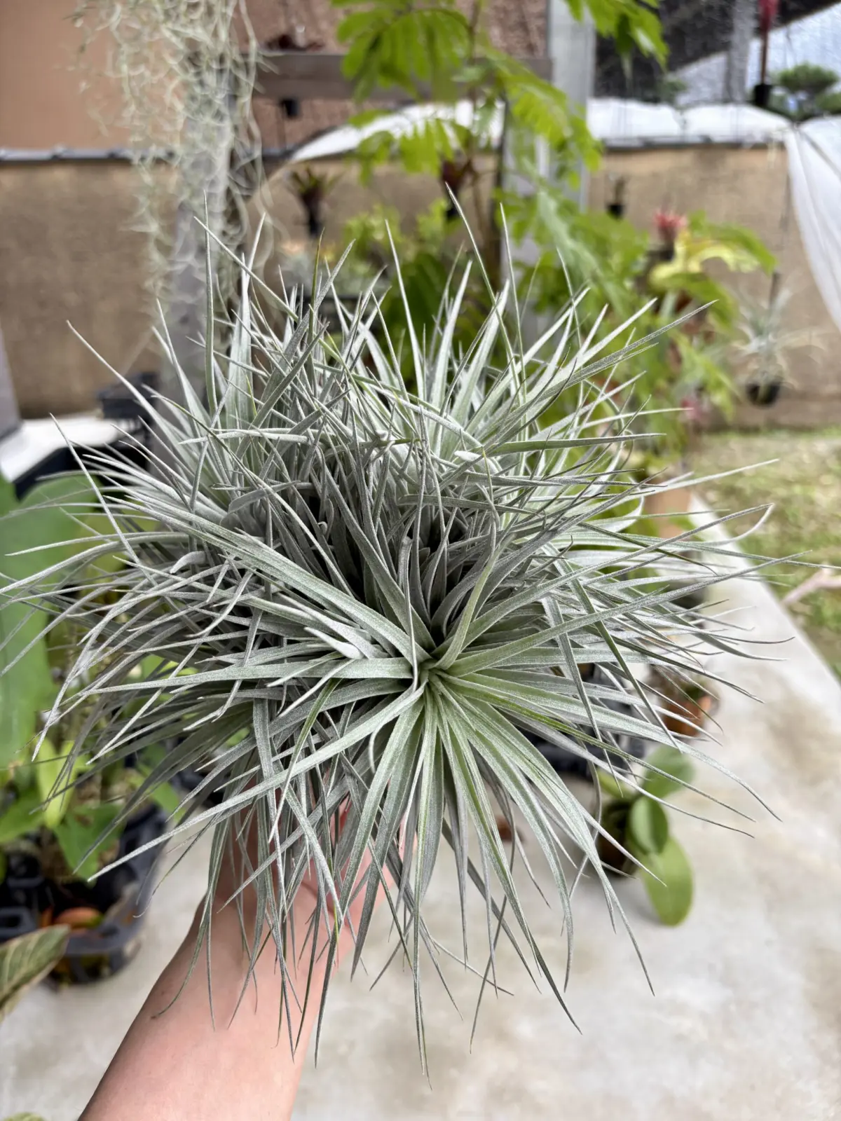 ティランジア　ストリクタ ‘シルバーリーフ’