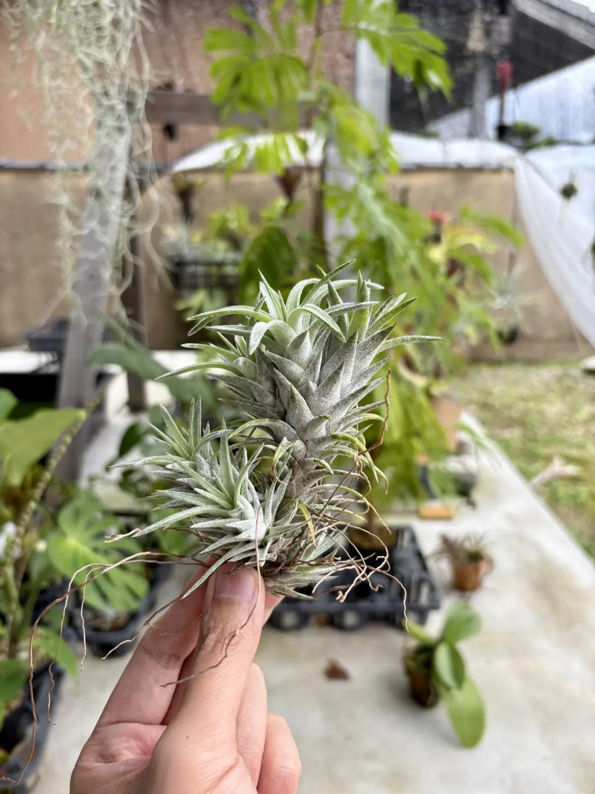 ティランジア　バンハイニンギー