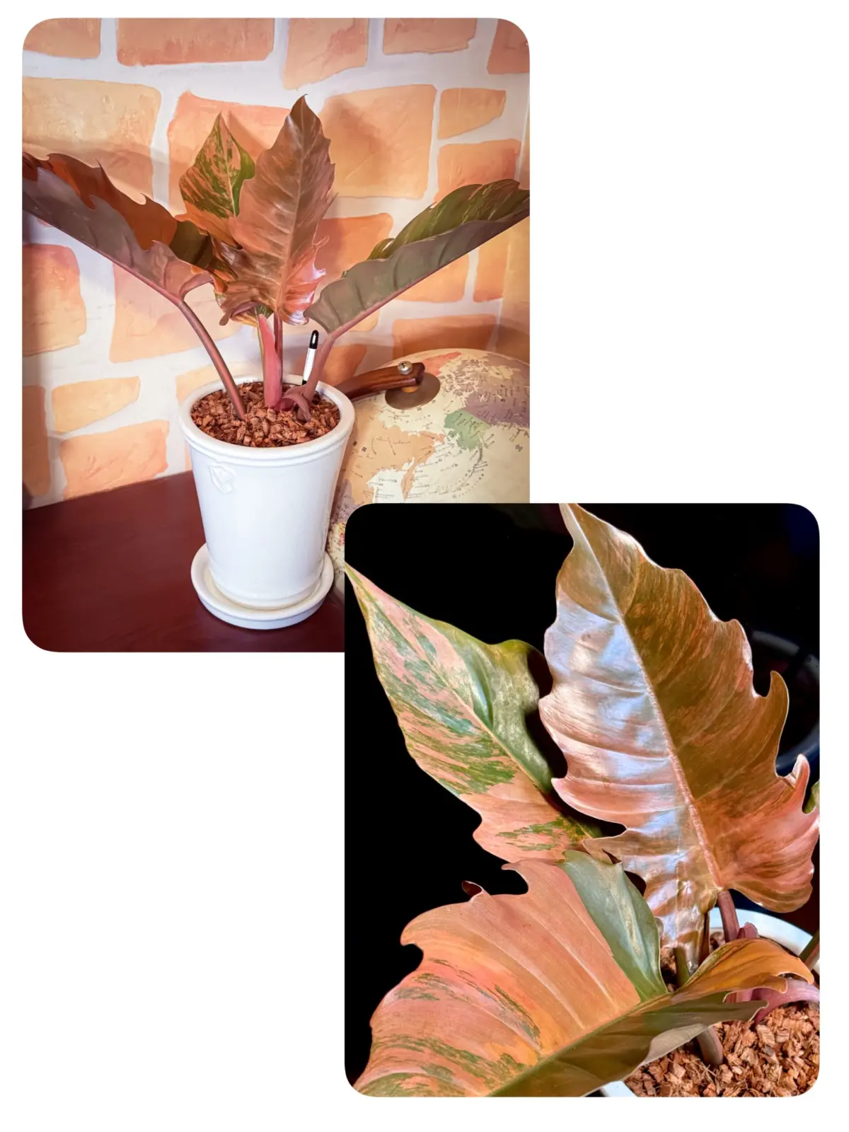 フィロデンドロン キャラメルマーブル