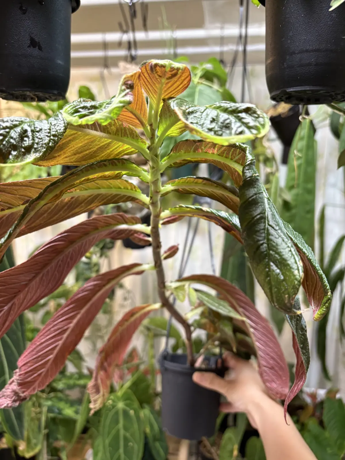 コルムネア テスマニー