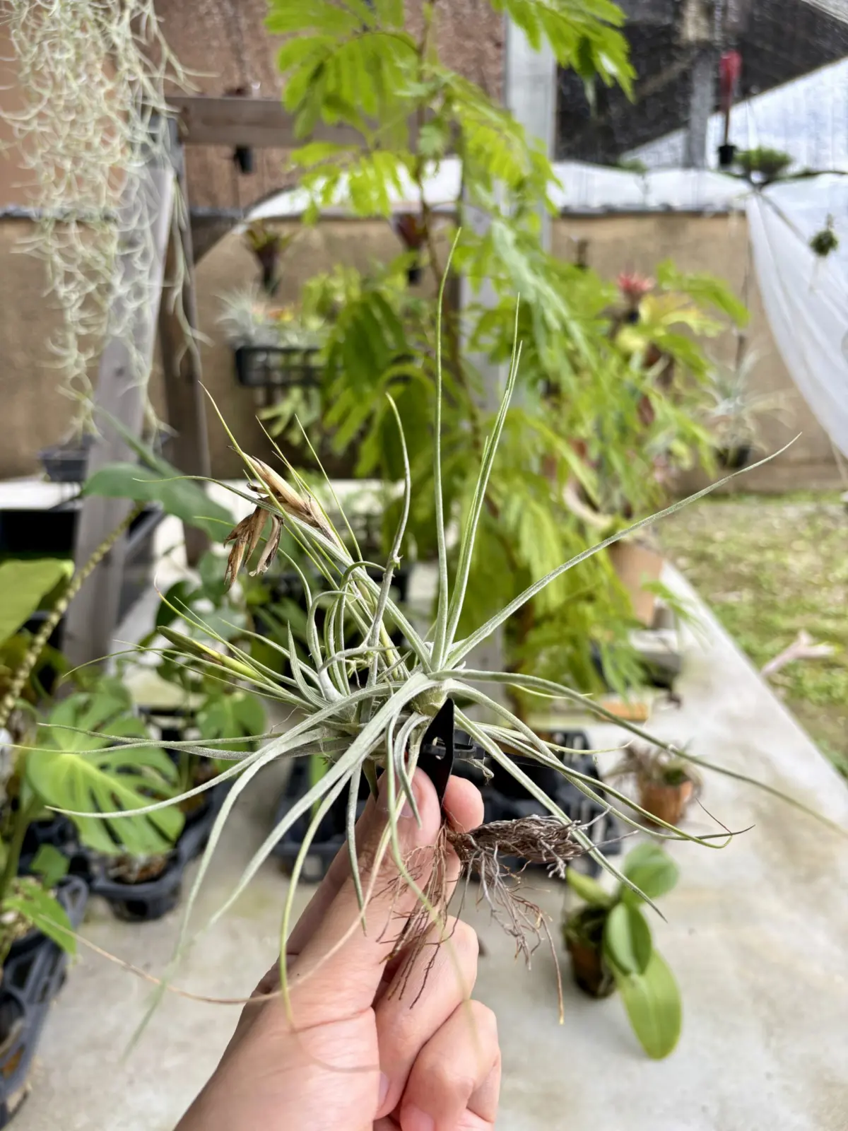 ティランジア　シーディアナ