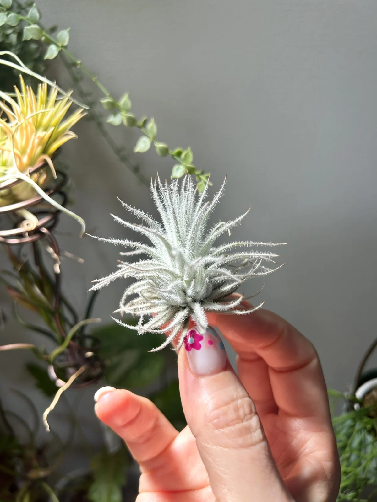 ティランジア　テクトラム