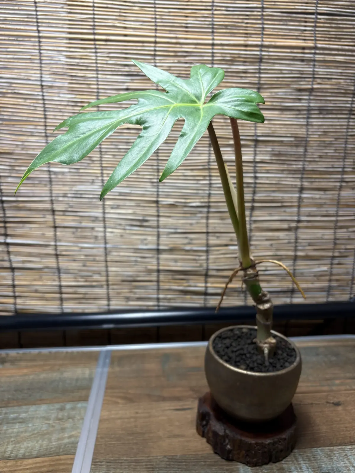 フィロデンドロン　sp　affポドフィラム