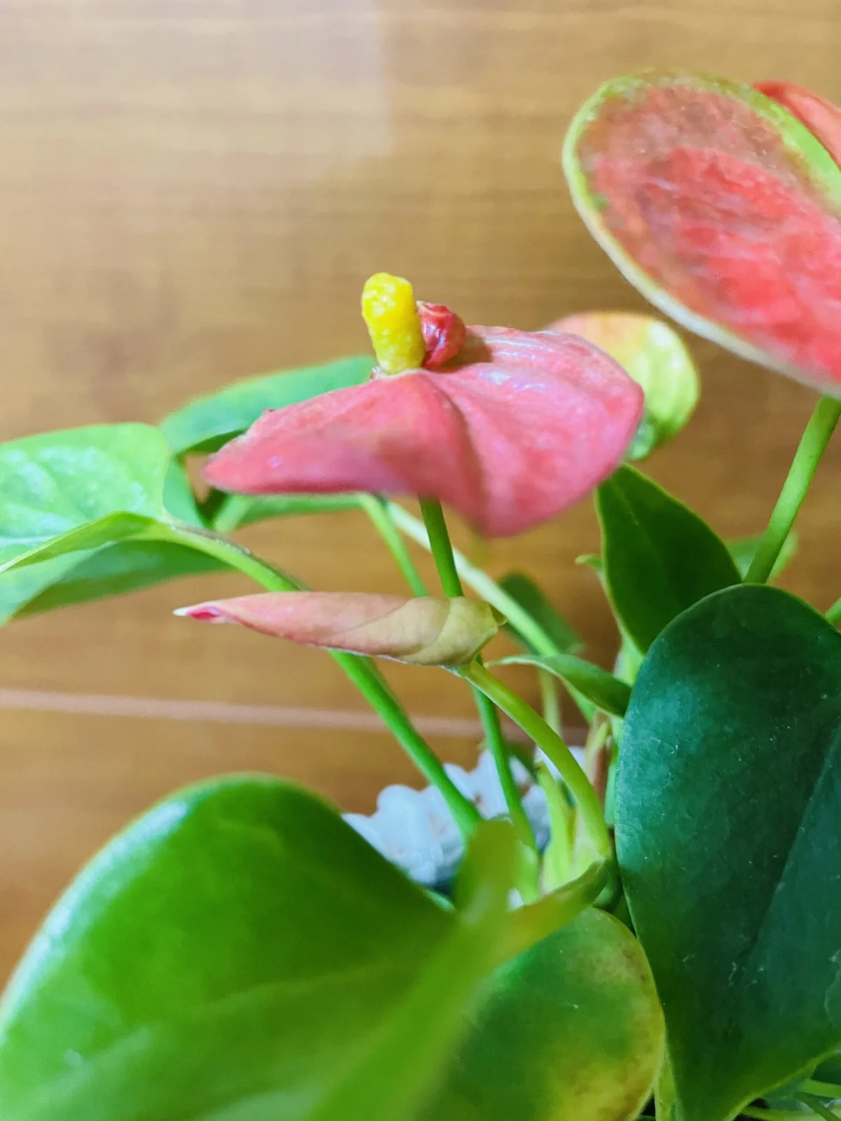 アンスリウム　ヒナタ　ドリル