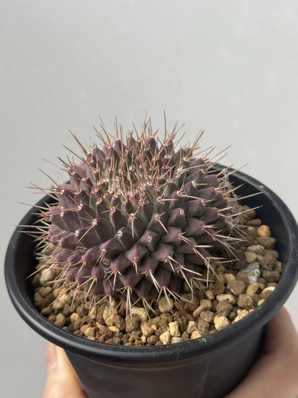 マミラリア ワガスピナ 断琴丸 サボテン