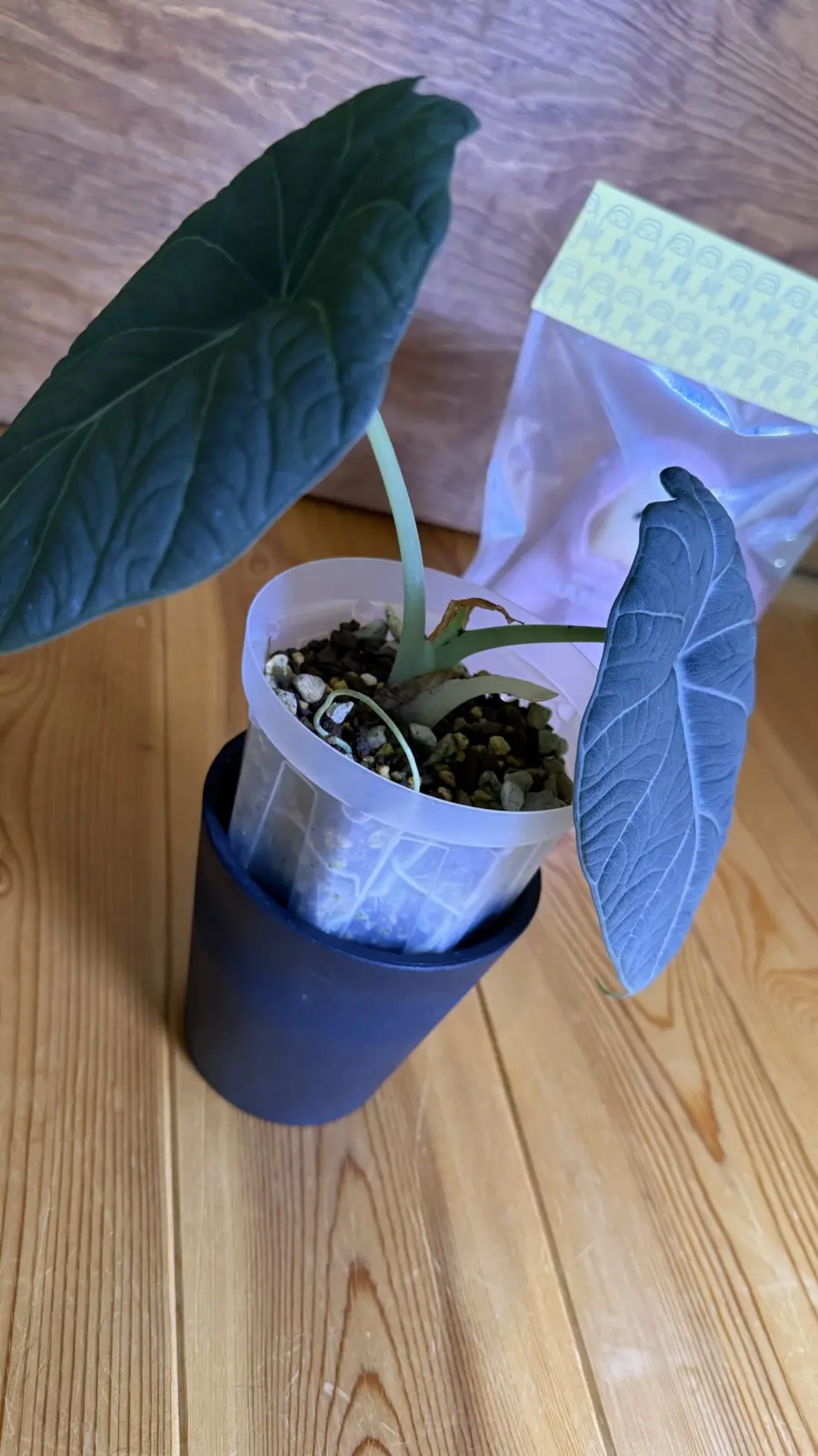 アロカシア　　マハラニ