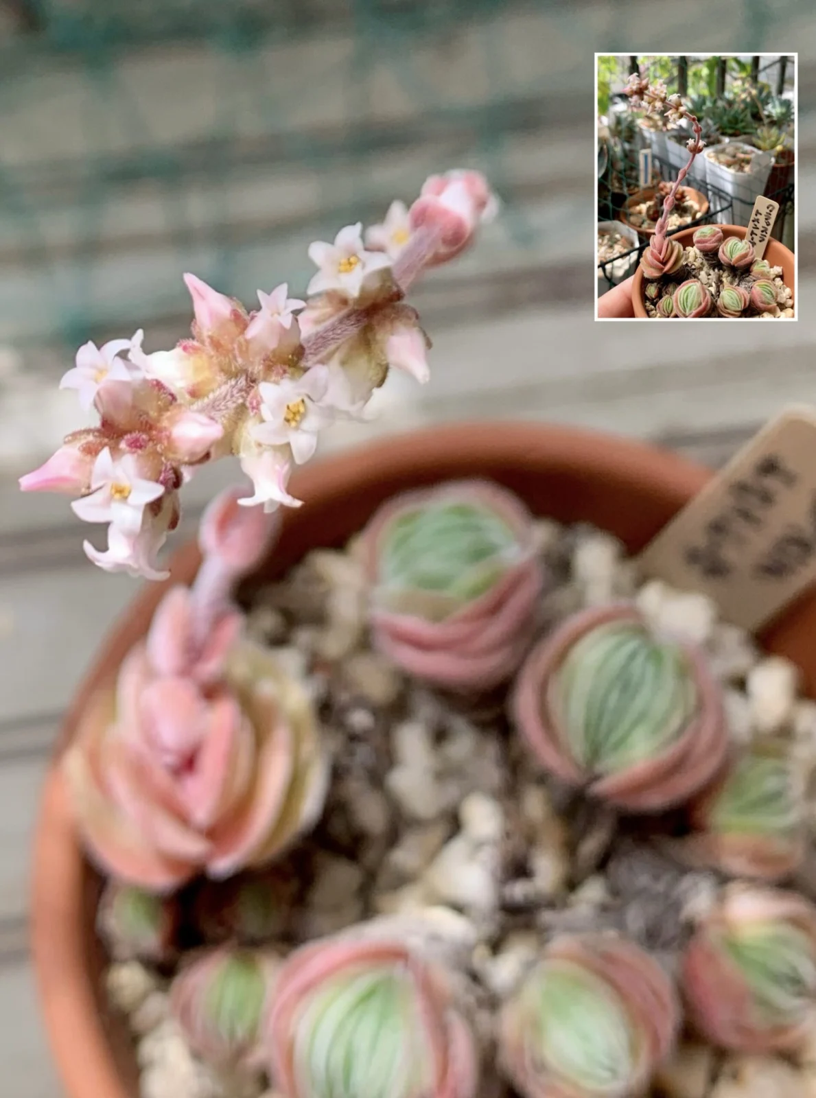 クラッスラ トメントーサ 花