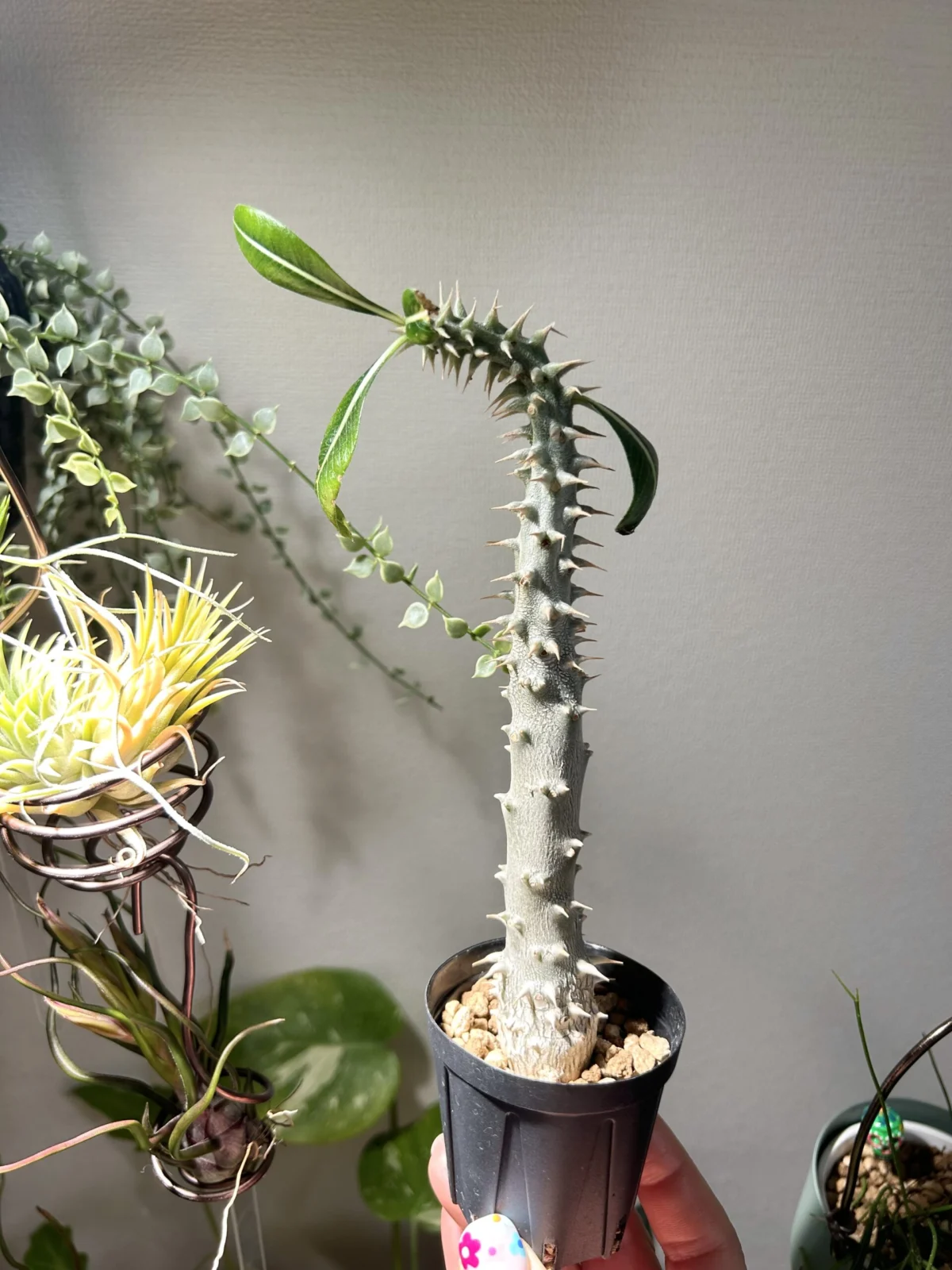 パキポディウム ホロンベンゼ