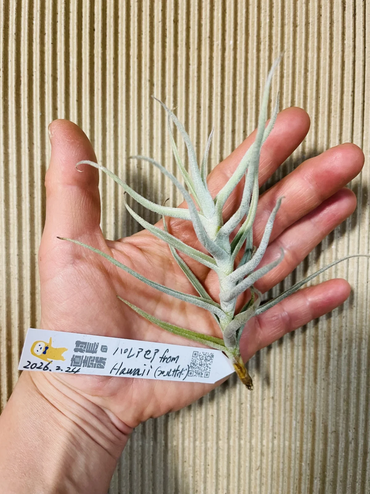 ティランジア　パレアセア　フロムハワイのプールサイド