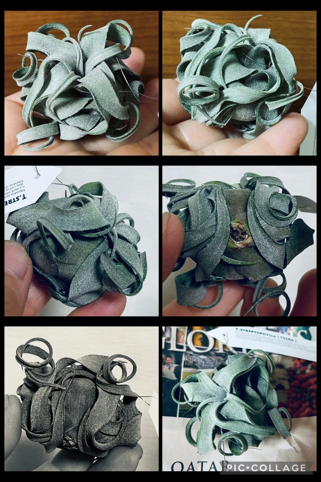 ティランジア ストレプトフィラ