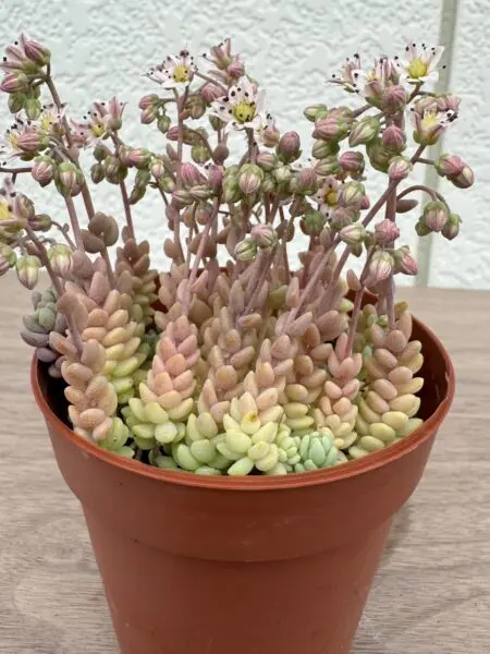 多肉植物 セダム マジョール 花