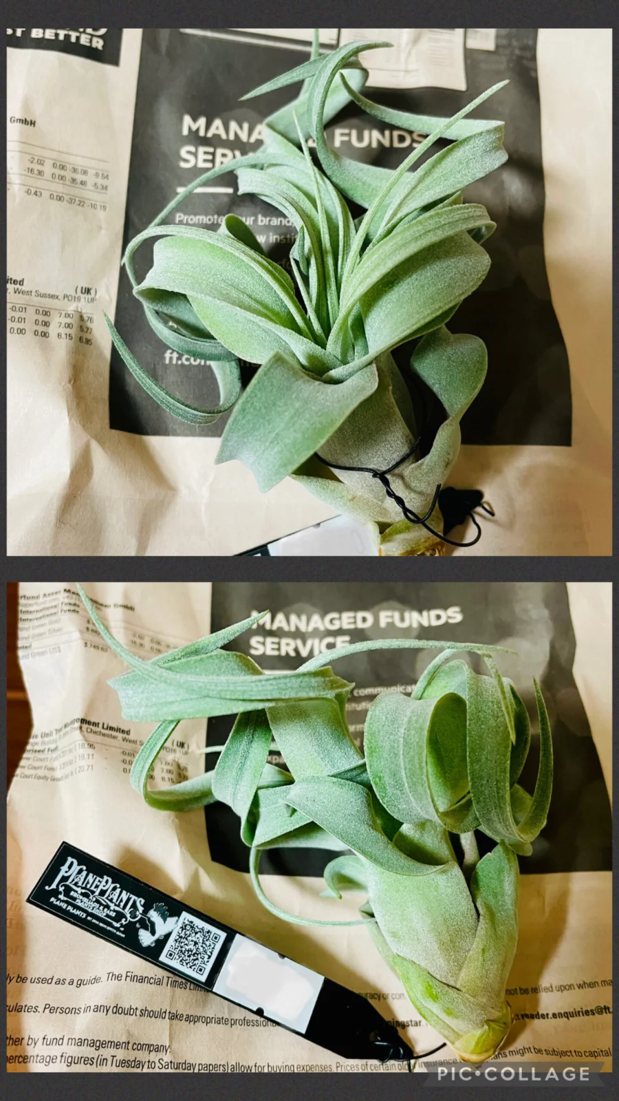 ティランジア キセログラフィカ×ストレプトフィラ