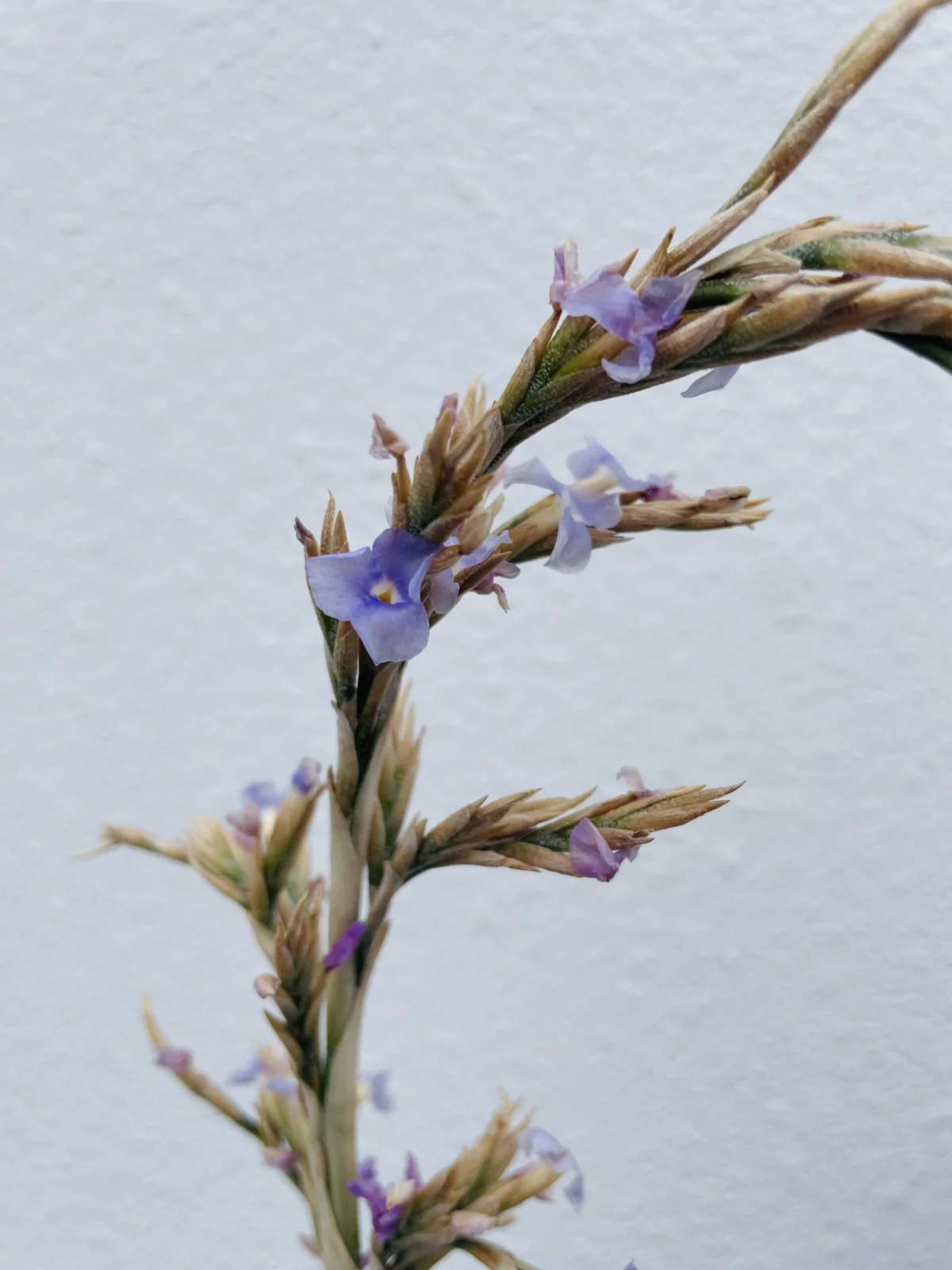 ティランジア　ドゥラティ　花