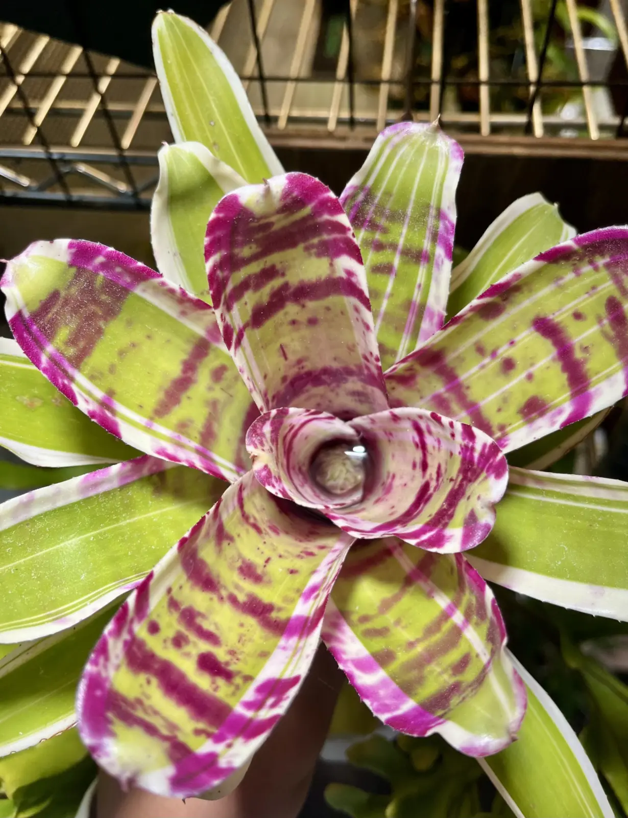 ネオレゲリア　ブルーベリートリュフ　(アルボ)