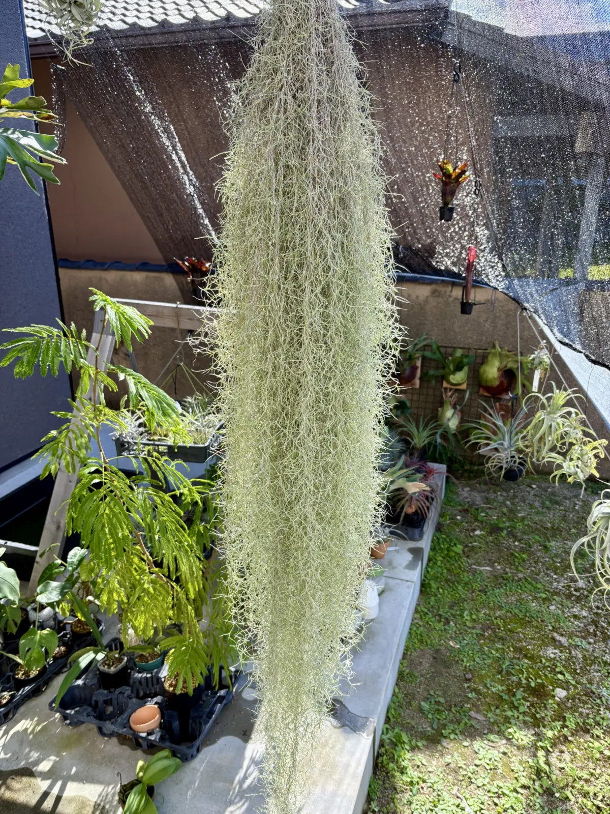 ティランジア　ウスネオイデス