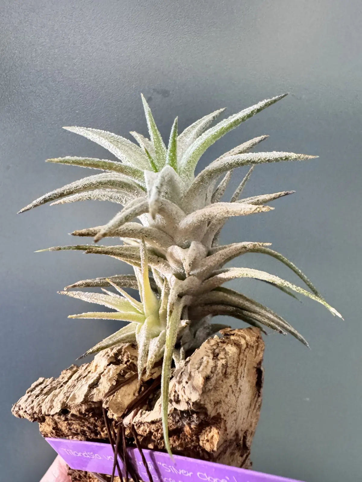 ティランジア　バンハイニンギー　シルバークローン