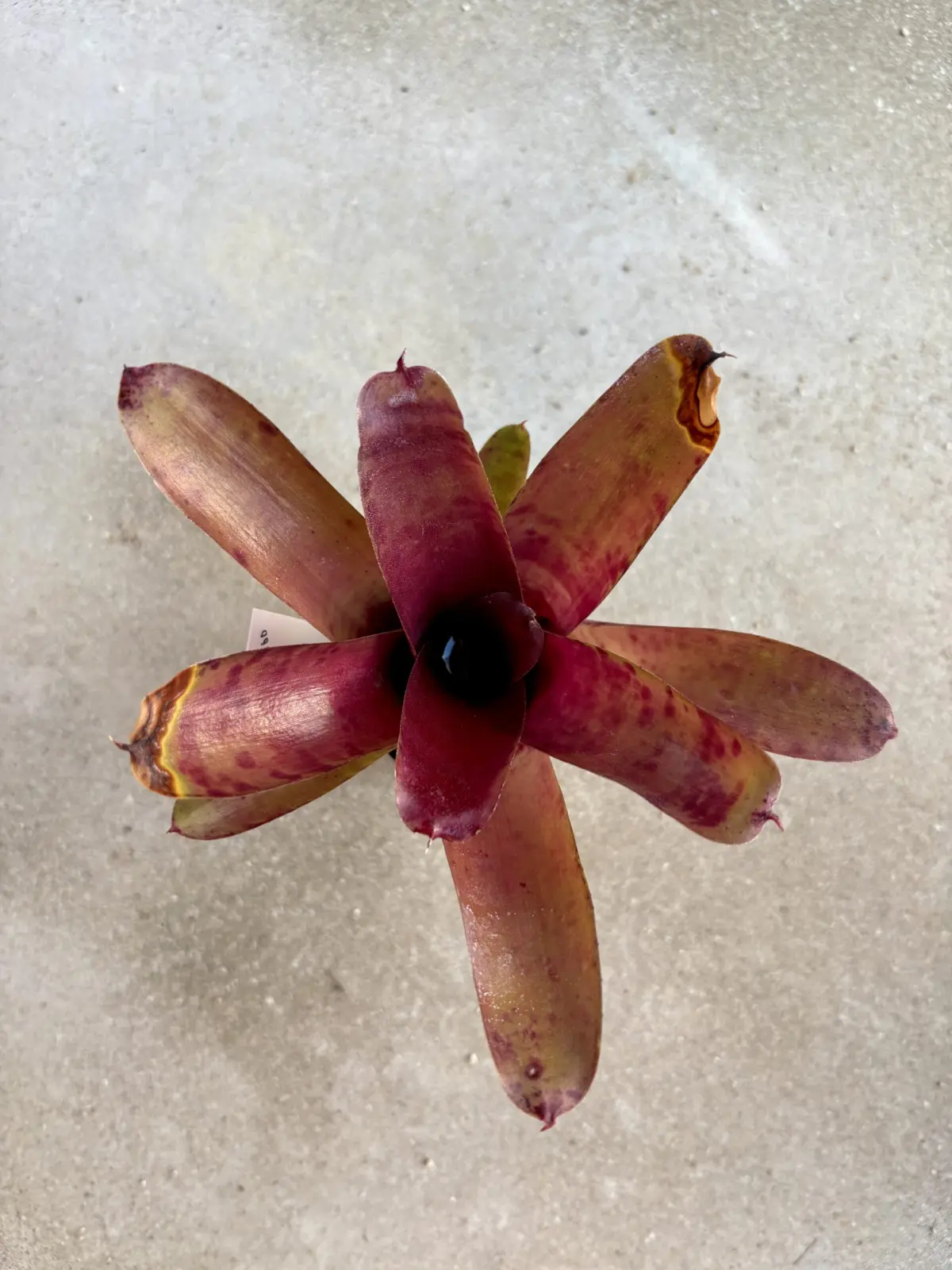 ネオレゲリア　葉先の枯れ　夏場外