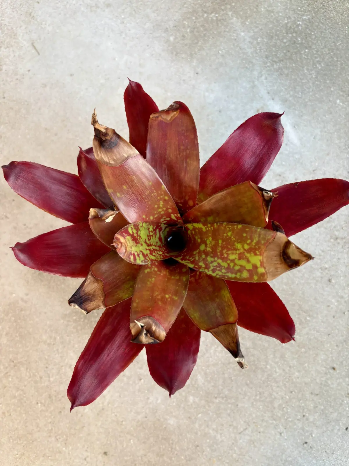 ネオレゲリア　葉先の枯れ　冬場室内