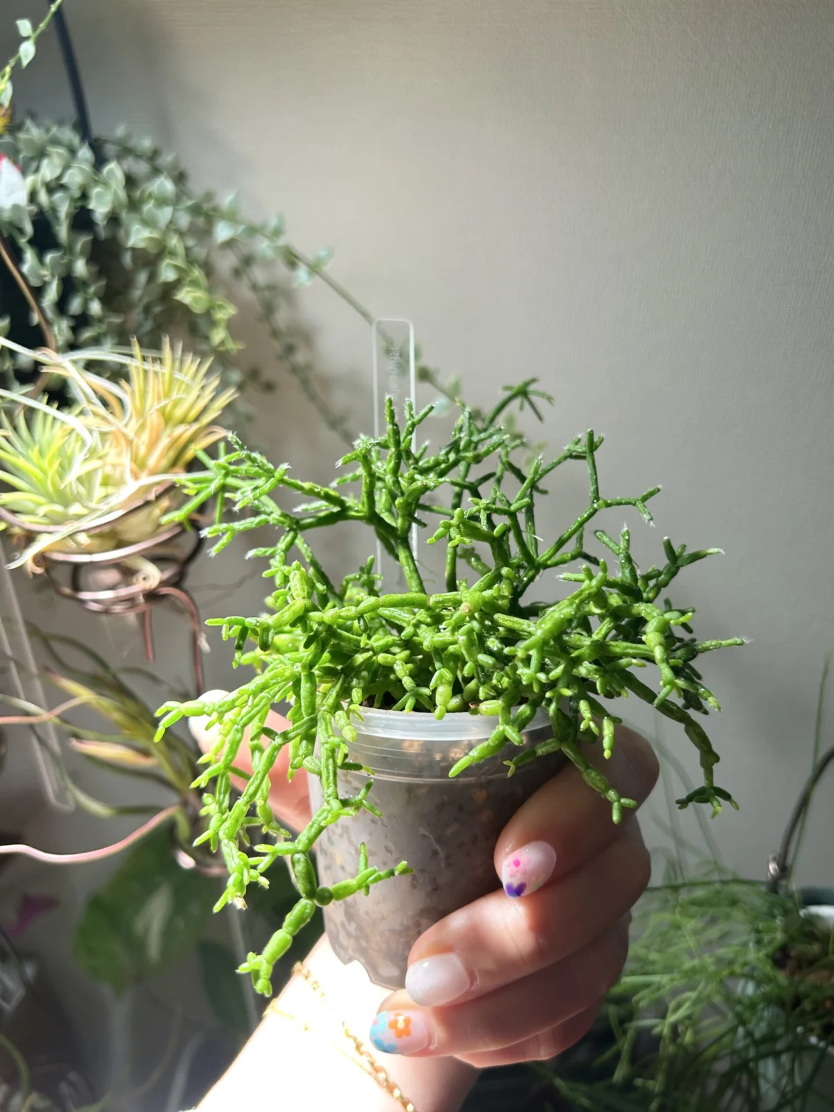 リプサリス セレスクラ