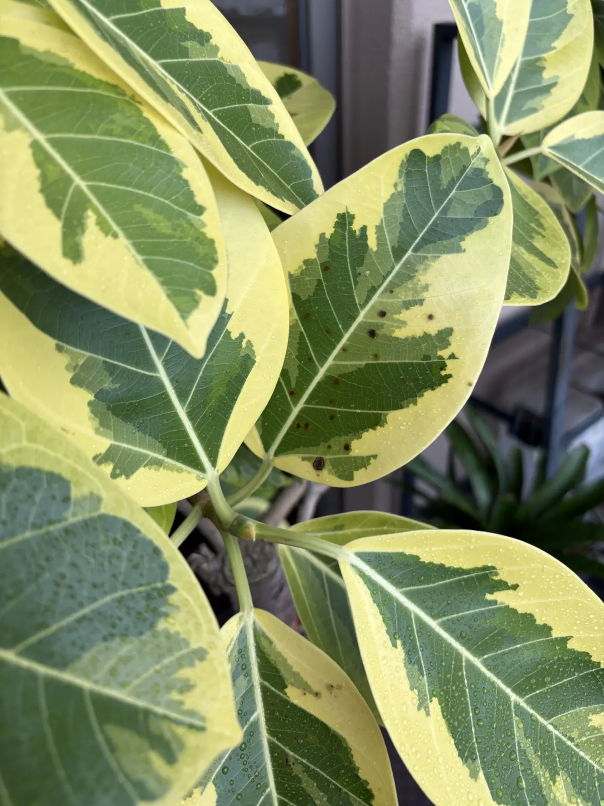 フィカス　アルテシマ