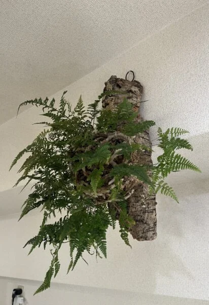 トキワシノブ　ダバリア