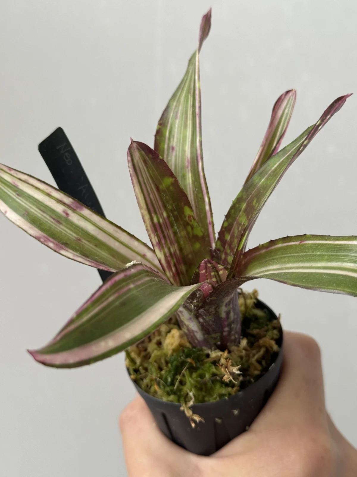 ネオレゲリア オールウェイズカレン