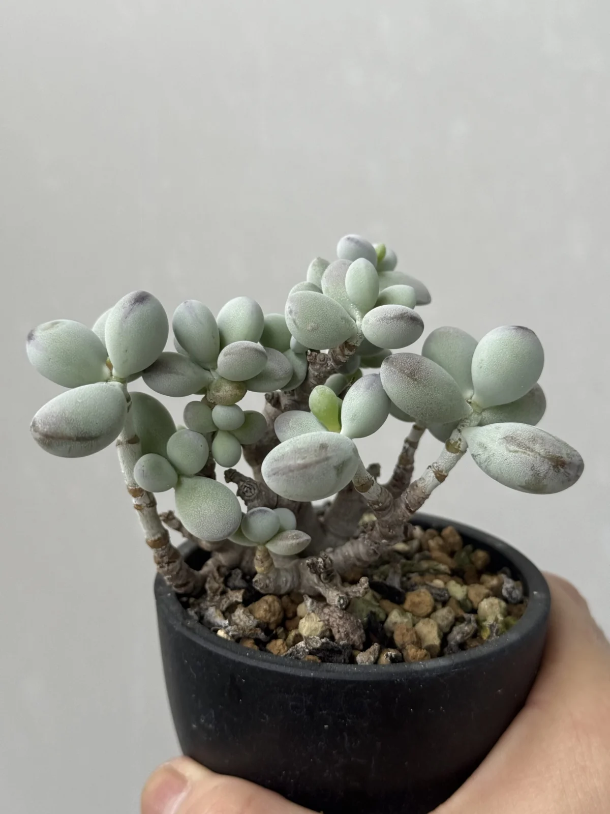 コチドレン 福だるま