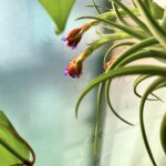 ひつじかいのアバター