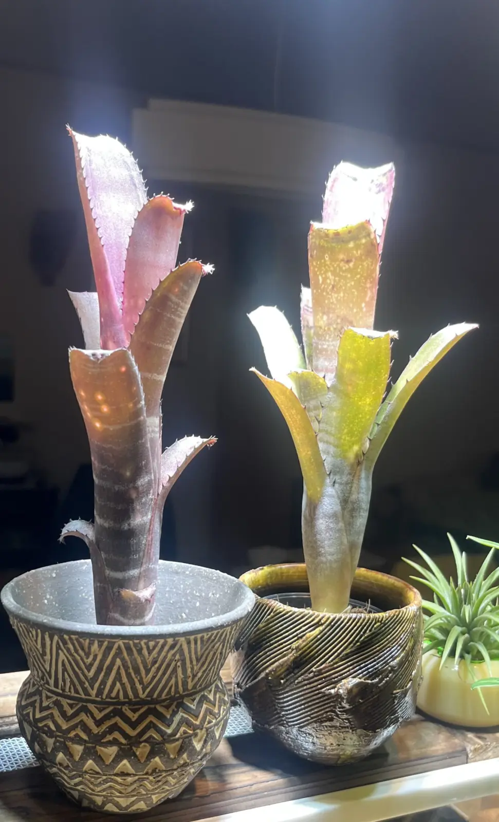 ビルベルギア ディッピンドット カハカイ